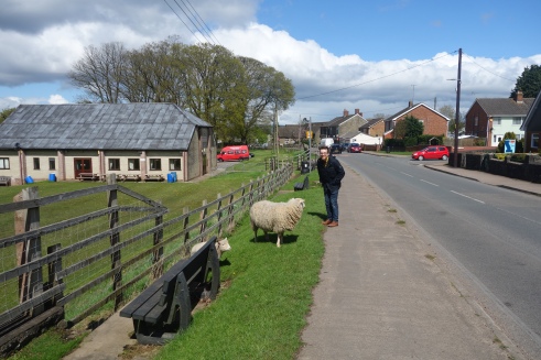 Sheep wandering freely?
